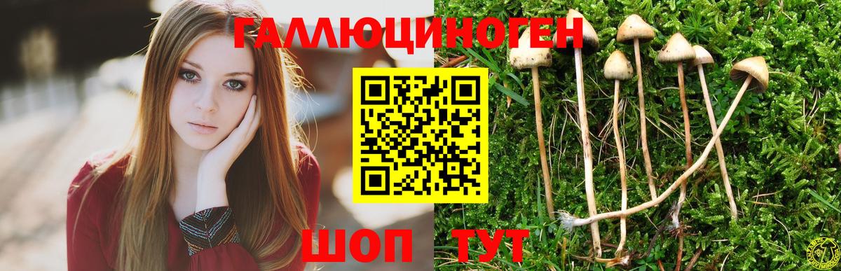 Галлюциногенные грибы Psilocybe Горячий Ключ